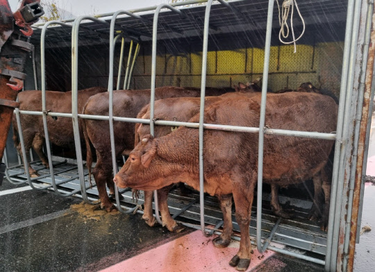 30일 오전 경남 김해시 주촌면 양동리 남해고속도로 부산 방향 냉정분기점(JC) 부근 편도 4차선 도로를 달리던 2.5t 화물차와 제네시스 승용차의 접촉사고가 발생해 화물차 운전사가 현장에서 숨졌다. 사진은 사고 현장.  [독자 송영훈 씨 제공]